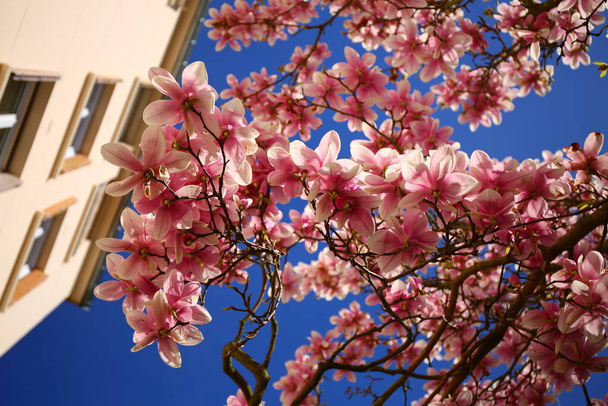 Lush magnolia flowers blooming in spring - Valokuva, kuva
