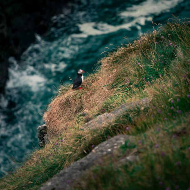 Puffin on cliff, ocean waves in background, Faroe Islands - 写真・画像