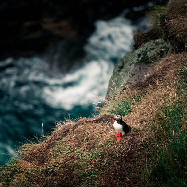 Puffin on cliff, ocean waves in background, Faroe Islands - Foto, Bild