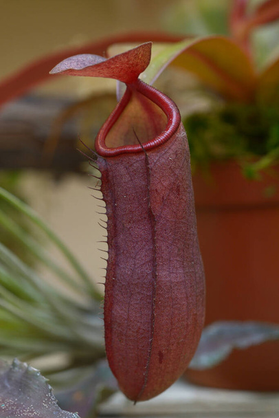 Planta lanzadora tropical Nepenthes creciendo en un invernadero. - Foto, Imagen