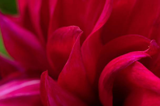 Floral backdrop as design element. Many red macro petals close up. - Photo, image