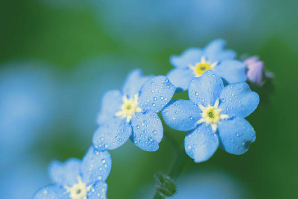 Soft background with branch of blue forget-me-not flowers with yellow cores.Delicate sumer backdrop - Valokuva, kuva