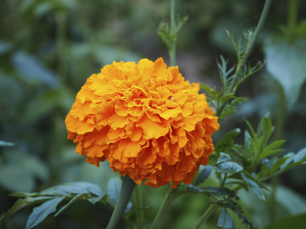 Marigold flower Free Stock Photos, Images, and Pictures of Marigold flower