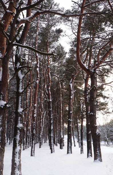 Picturesque view of beautiful forest covered with snow - Photo, Image