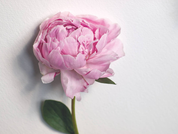 Jednoduchá měkká růžová pivoňka na bílém pozadí. Detailní záběr jarní růžové růže se zelenými listy. Jednoduché květinové jednoduché moderní minimální květinový koncept. Přirozené pozadí. Minimalismus estetický, akvarel papír pozadí - Fotografie, Obrázek