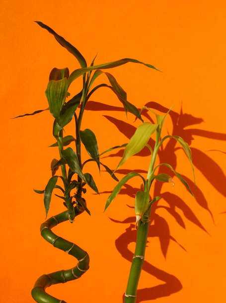明るいオレンジ色の背景に緑色の葉を持つ竹の茎。家の植物、最小限の概念。熱帯植物、エキゾチックな植物、家の装飾、テキストのためのコピースペース、ミニマリズム美的 - 写真・画像