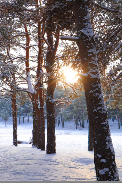 Picturesque view of beautiful snowy forest in winter morning - Photo, Image