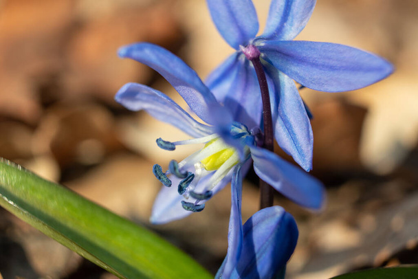 Blue scilla, squill flower head with anther in pollen macro . Snowdrops flowers blooming close-up with blurred background. Sunny spring wild forest details - Photo, Image