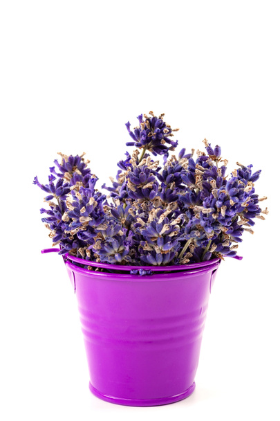 Fragancia de flores veraniegas, ambiente rural o rústico y tema de concepto de aroma floral con flores secas de lavanda púrpura en un cubo de metal violeta aislado sobre fondo blanco - Foto, Imagen