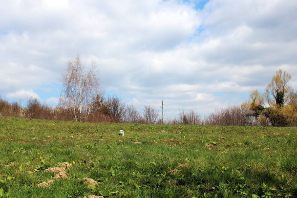 Frühlingsanfang im März in der Umgebung von Zagreb, Kroatien, Europa - Foto, Bild