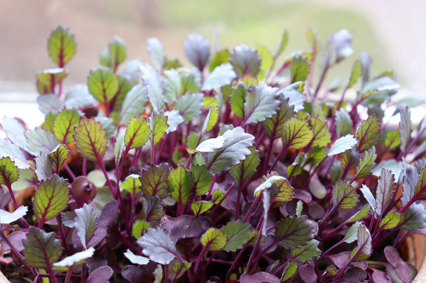 Cabbage sprouts in a pot on white background. Beautiful colored sprouts with purple stems. Growing microgreens in home garden. - Photo, Image