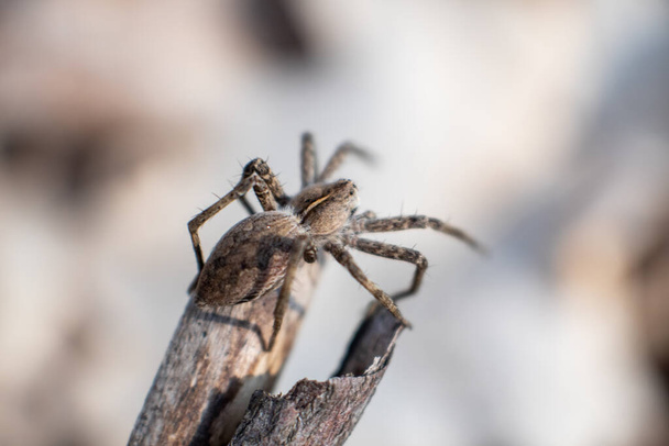 Small brown wild spider sitting on branch bask in the sun in spring forest. Super macro close-up with blurred background - Photo, Image