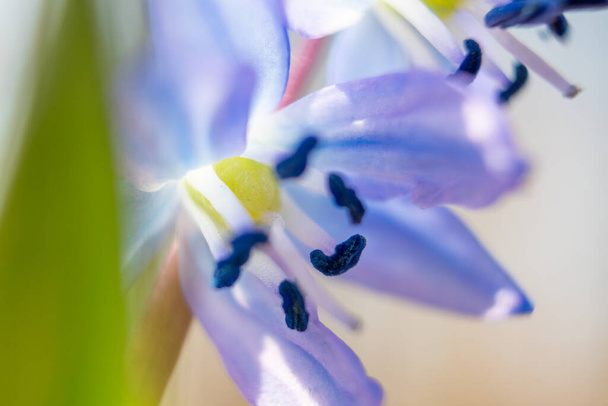 Lichtblauwe scilla, squill bloem kop met anther in stuifmeel macro. Sneeuwklokjes bloemen bloeien close-up met wazige achtergrond. Zonnig voorjaar wild bos details - Foto, afbeelding
