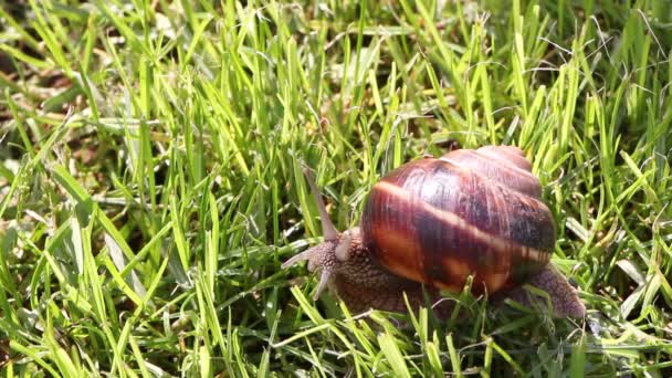Snail searching for food, close up - Video, Çekim
