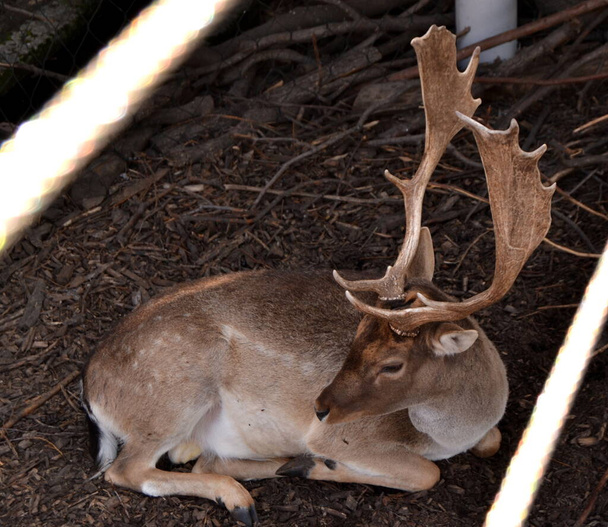 Ciervo macho sentado en el suelo en el zoológico - Foto, imagen