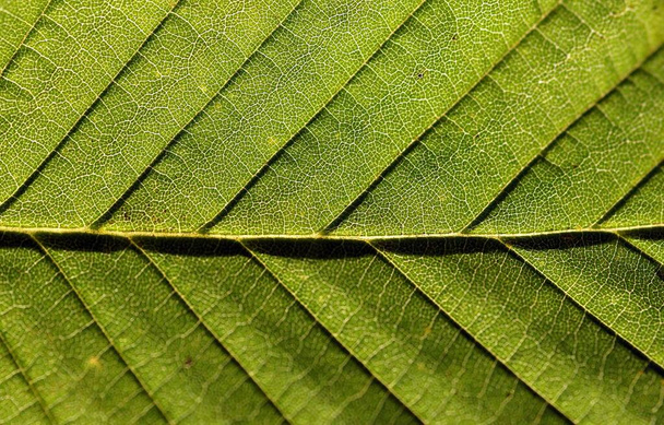 Μια κοντινή φωτογραφία ενός πράσινου φύλλου. - Φωτογραφία, εικόνα