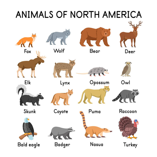  Zwierzęta Ameryki Północnej: lis, wilk, niedźwiedź, jeleń, łoś, skunks, ryś, oposum, sowa, kojot, kuguar, szop pracz, orzeł łysy, borsuk, nasua, indyk na białym tle.. - Wektor, obraz