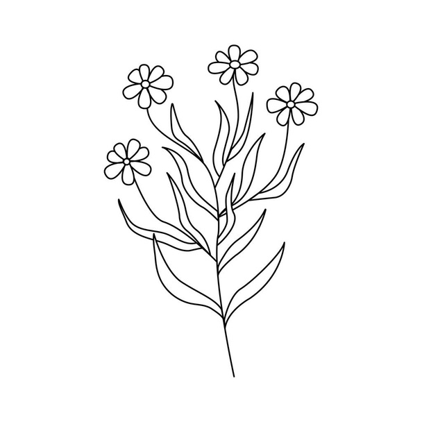 Kamillenblüten. Zweig mit mehreren Blumen Gänseblümchen. Illustration im schwarz-weißen Vektor-Doodle-Stil - Vektor, Bild