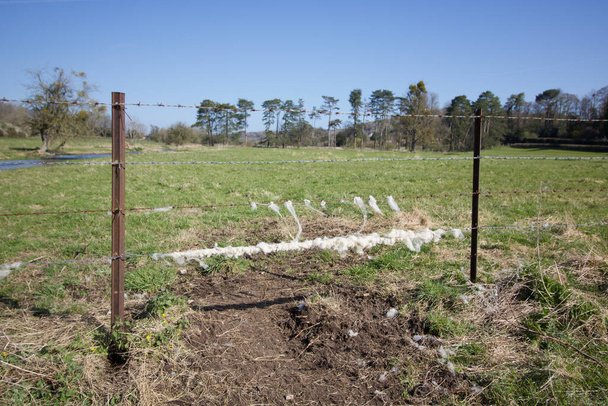 Farma s ovčí vlnou připevněnou k ostnatým drátěným plotům oddělujícím pole - Fotografie, Obrázek