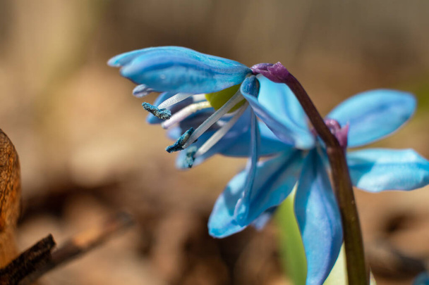 Mavi scilla, kabak çiçeği kafası ve polen makrosu. Bulanık arka planda kardamlaları çiçek açıyor. Güneşli bahar vahşi orman detayları - Fotoğraf, Görsel