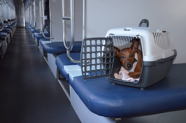 Hund sitzt in einem Transportkoffer für Tiere, im Zug. Ein Hund in einem Plastikkäfig für den Transport. Reisen Sie mit einem Haustier. Haustierhalter. - Foto, Bild
