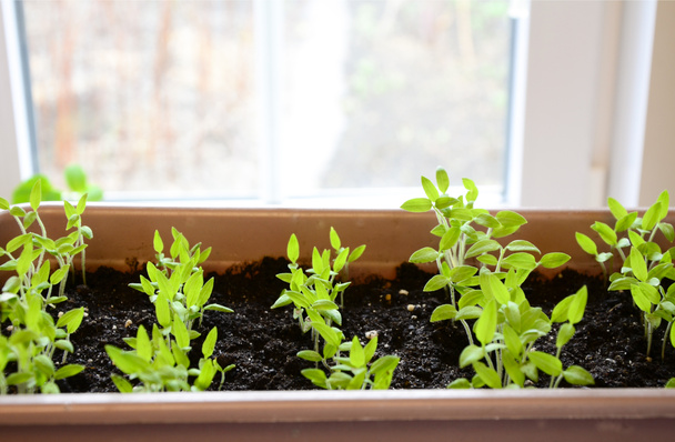 Semis de tomates en récipient sur le rebord de la fenêtre. Jeunes pousses de la plante gros plan. - Photo, image
