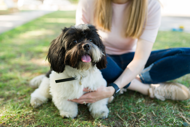 Piękny pies shih tzu siedzi w zielonej trawie obok kochającego właściciela. Szczęśliwy mały szczeniak odpoczywający w parku z białą kobietą - Zdjęcie, obraz