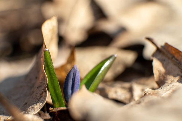 Niebieska scylla, squill bud makro z zielonymi liśćmi. Krople śniegu kwiaty kwitnące zbliżenie z zamazanym tle. Słoneczny wiosna dziki las szczegóły - Zdjęcie, obraz