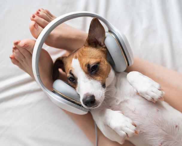 Cute dog jack russell terrier lies on its back on the legs of its owner and listens to music on headphones. - Φωτογραφία, εικόνα