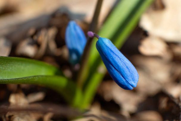 Blue scilla, squill bud macro with green leaves. Snowdrops flowers blooming close-up with blurred background. Sunny spring wild forest details - Photo, Image