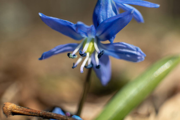Blue scilla, squill macro. Snowdrops flowers blooming close-up with blurred background. Sunny spring wild forest details - Photo, Image