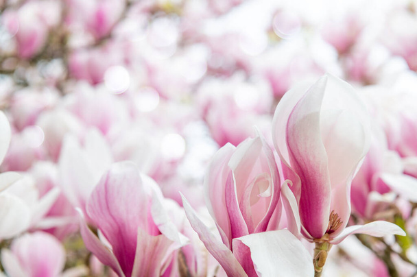 Pink Magnolia Tree with Blooming Flowers during Springtime - Fotografie, Obrázek