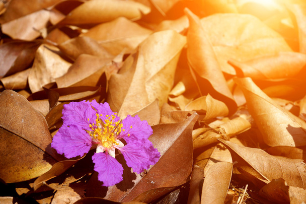 βιολετί χρώμα της Βασίλισσας Myrtle υφάσματος κρεπ λουλούδι στο πάτωμα. - Φωτογραφία, εικόνα