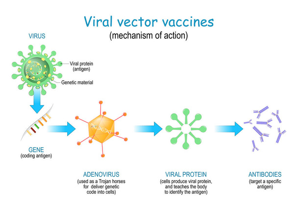 Viral vector vaccines. Vaccine use a safe virus (as a Trojan horses) to insert pathogen genes in the cell to produce specific antigens and stimulate an immune response. mechanism of action for SARS-CoV-2, and different infectious diseases. COVID-19.  - Vector, Image