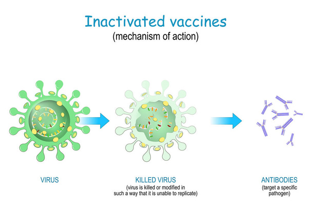 Inaktivoidut rokotteet. Rokotteen käyttö tappoi tai muunsi viruksia, jotka eivät pysty lisääntymään. vaikutusmekanismi, joka saa kehon tuottamaan vasta-aineita SARS-CoV-2:ta ja erilaisia tartuntatauteja vastaan. COVID-19.  - Vektori, kuva