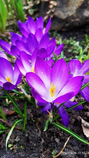Las cruces, las primeras flores primaverales de cerca. Brotes púrpuras delicadas. Símbolo primavera. La primera flor de primavera. - Foto, Imagen
