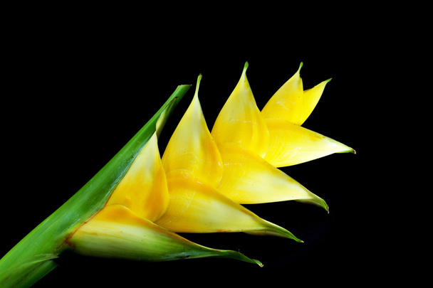 Linda Heliconia (H. caribaea Lamarck) "Creme Amarelo
" - Foto, Imagem