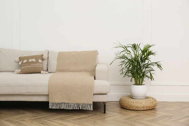 Comfortable sofa and houseplant near white wall in living room - Фото, зображення