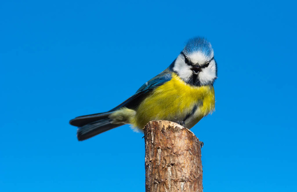 Great tit (Parus major) sits on the branch , blur background - Foto, Imagen