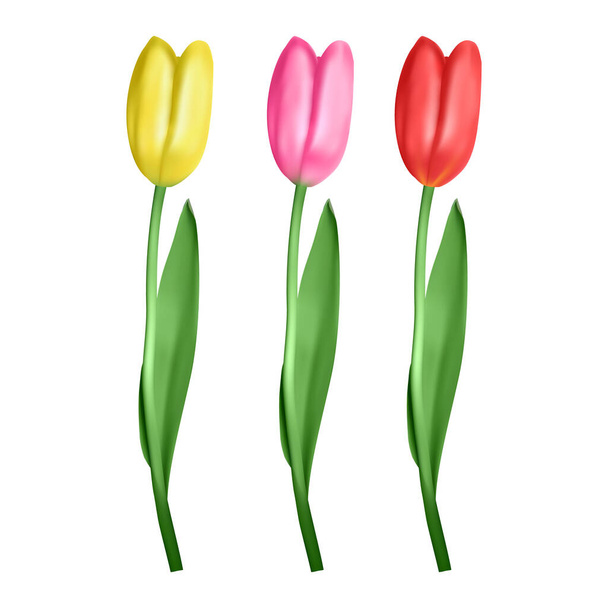 Realistiset tulppaanit asetettu. Kaunis tulppaani silmut, kevät kukkia suunnittelu onnittelukortti 8 maaliskuu tai äitien päivä, vektori muodossa - Vektori, kuva