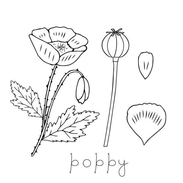 Векторная иллюстрация одного черного цветка обычного мака на белом фоне с надписью "Поппи" - Вектор,изображение