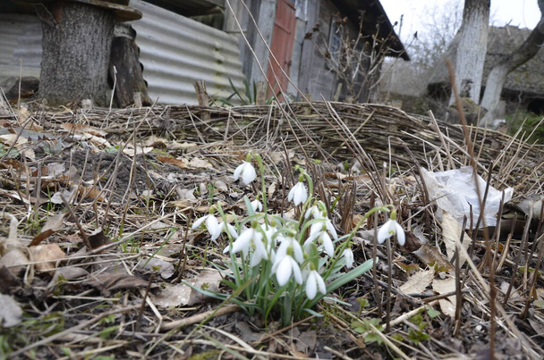 Bílý kvetoucí sníh složený nebo Galanthus plicatus s kapkami vody v lesním pozadí. Slunečný jarní den, panenka zastřelená, zblízka, mělká hloubka pole - Fotografie, Obrázek
