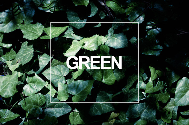 las hojas verdes de la planta con el patrón del árbol - Foto, Imagen