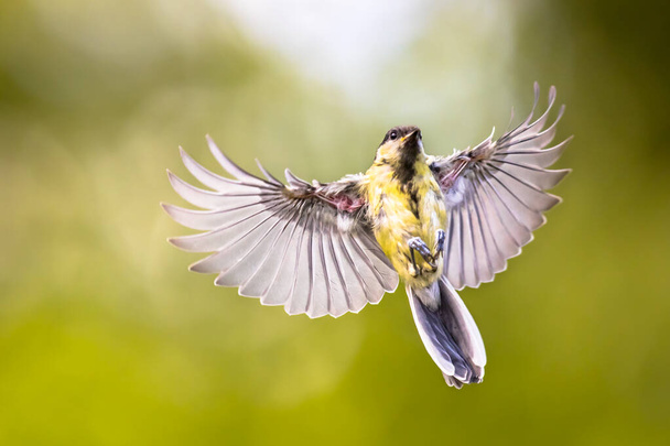 Vogel im Flug. Kohlmeise (Parus major) frontal kurz vor der Landung mit gespreizten Flügeln und gespreizten Federn auf grünem Gartenhintergrund - Foto, Bild