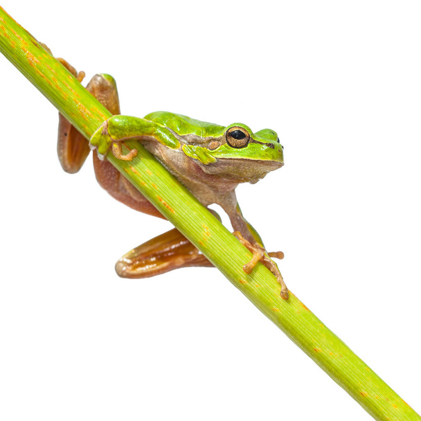 Cute Tree Frog (Hyla arborea) climbing in a very long diagonal green stick, isolated on white background - Photo, Image