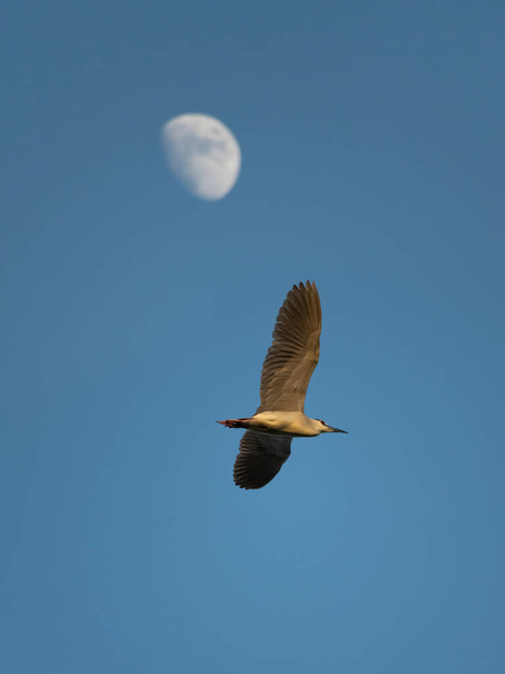Прекрасная птица летит на Луну - Фото, изображение