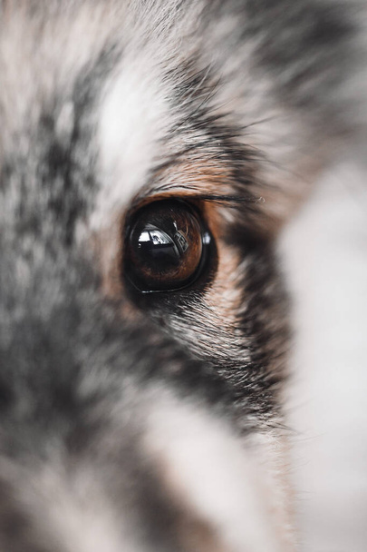Макрос із коричневого ока цуценя фінського лапфунда. - Фото, зображення