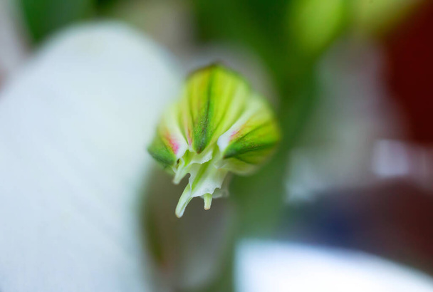 Brote cerrado macro verde de Alstroemeria flor tierna blanca, lirio de incas peruano, fondo floral natural fresco - Foto, imagen