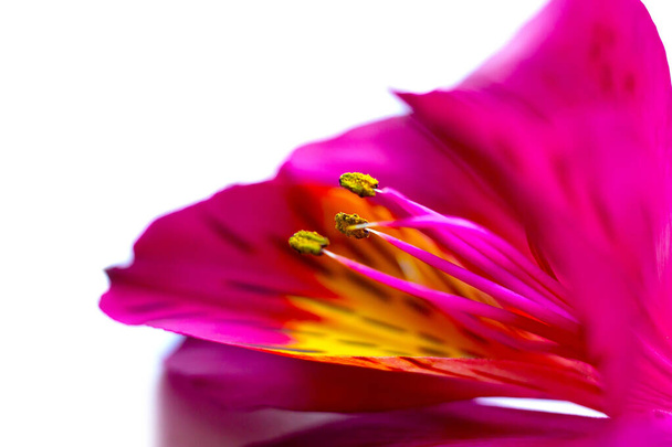 Красивые лепестки цветов Alstroemeria, пестики и тычинки, окрашенные в ярко-розовый, желтый и зеленый на изолированном фоне  - Фото, изображение