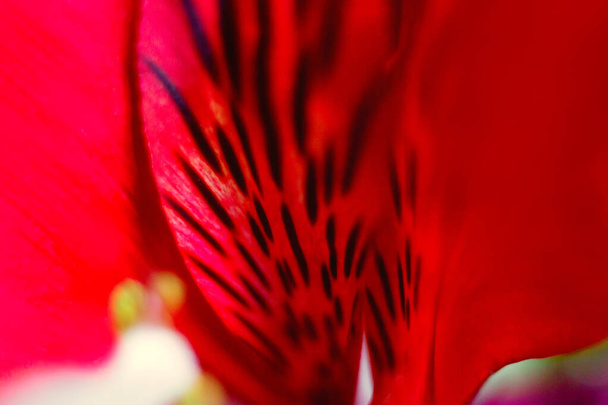 Fundo de botânica floral vermelho brilhante com pétalas de flor Alstroemeria macro close up, peruvan incas lily - Foto, Imagem